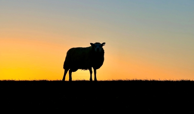 <p>Schaap op dijk.</p>