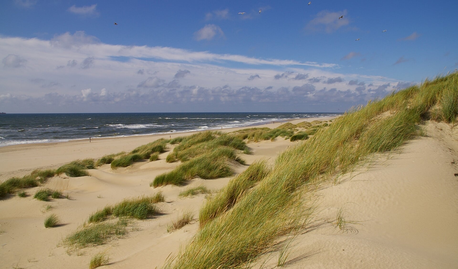 Om meerdere redenen zijn de duinen belangrijk voor Texel