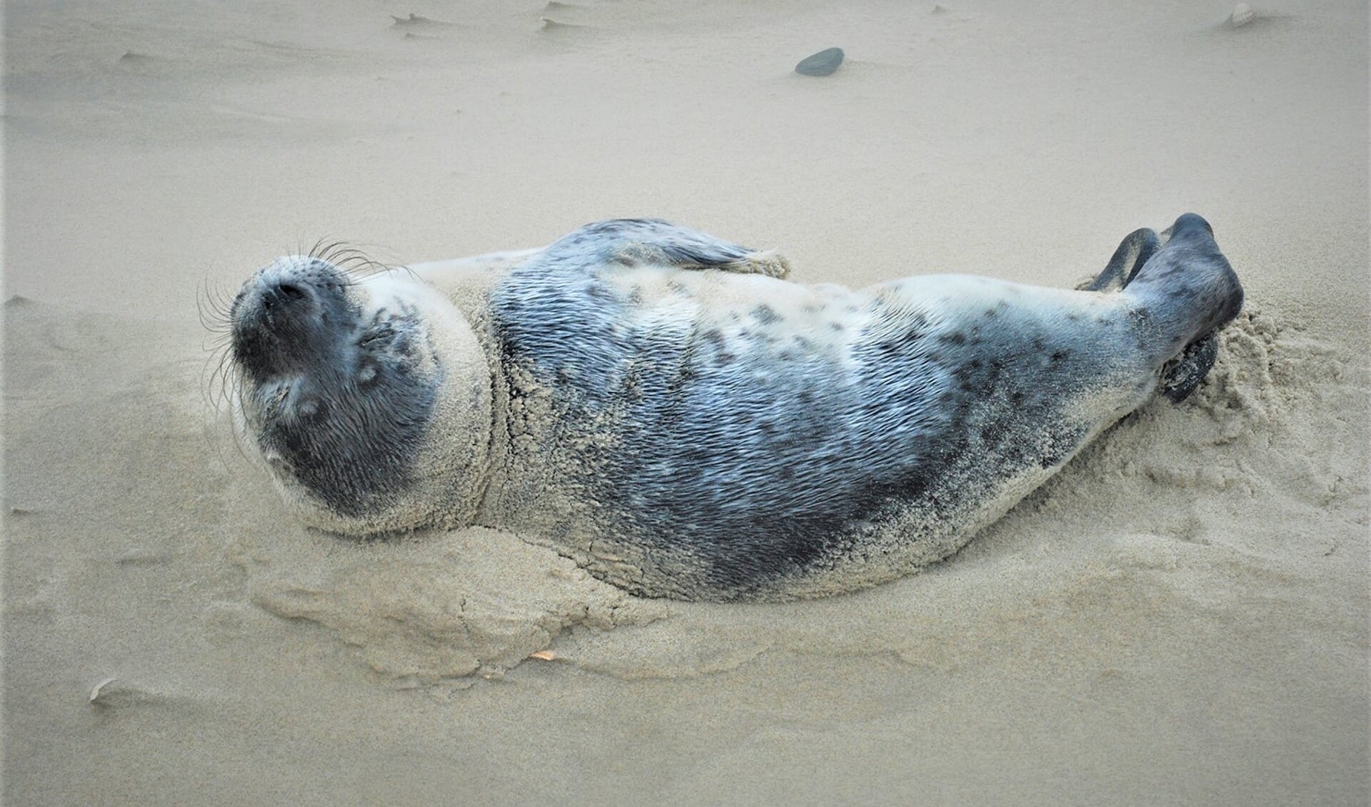 Gewone zeehond op het strand