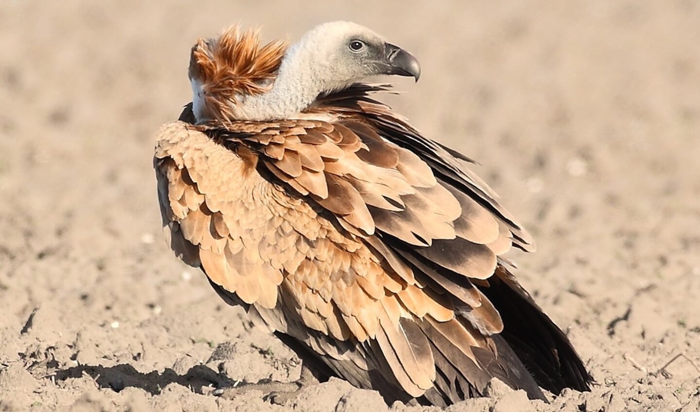De vale gier van Texel