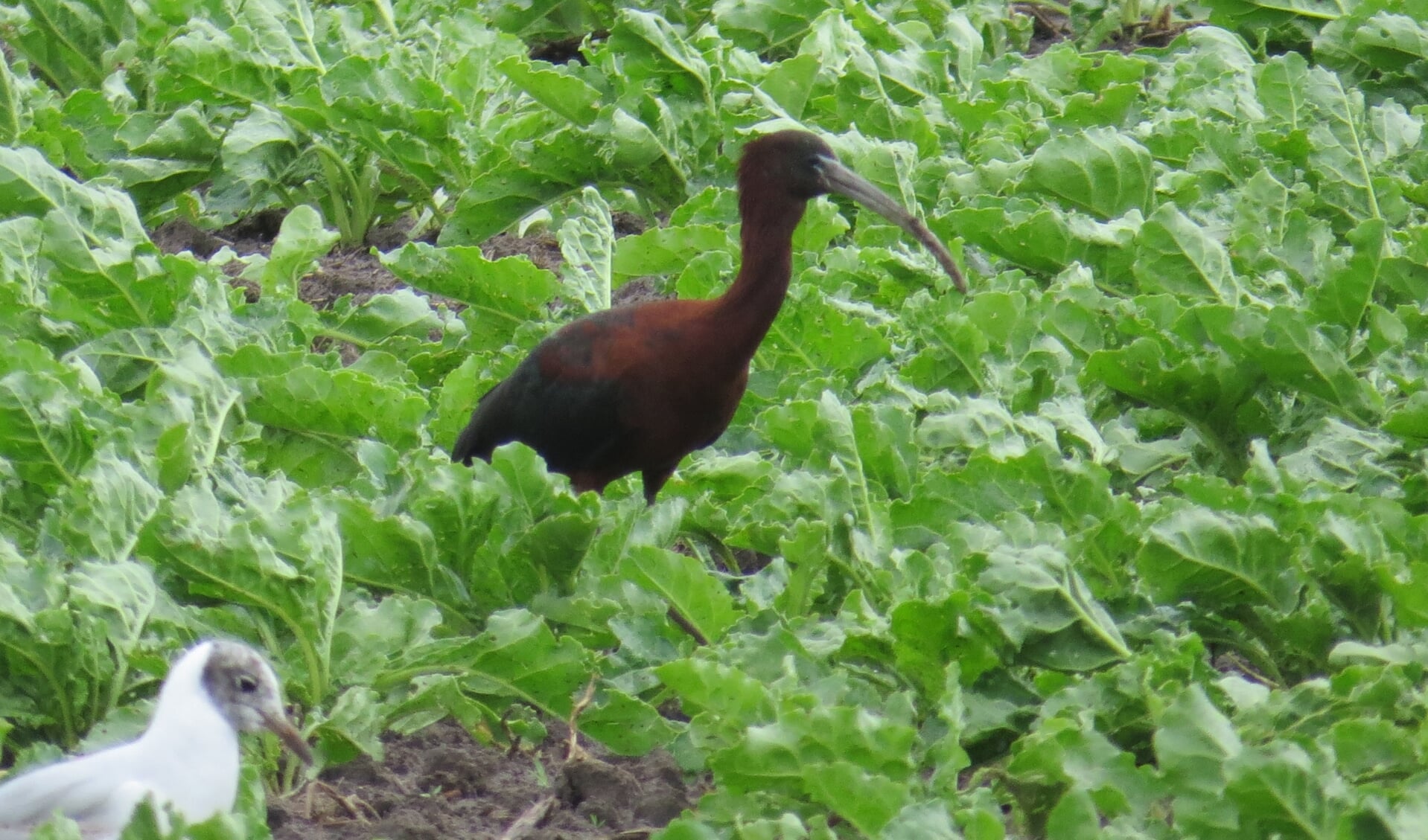 De zwarte ibis tussen de bieten op het land van Lap.
