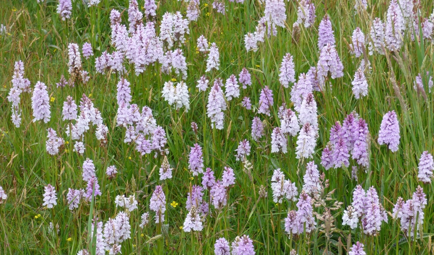 Gevlekte orchissen in schraal hooiland bij de Korverskooi, ingeklemd tussen de polders Eierland en Kogerveld’, maar geen centje pijn!