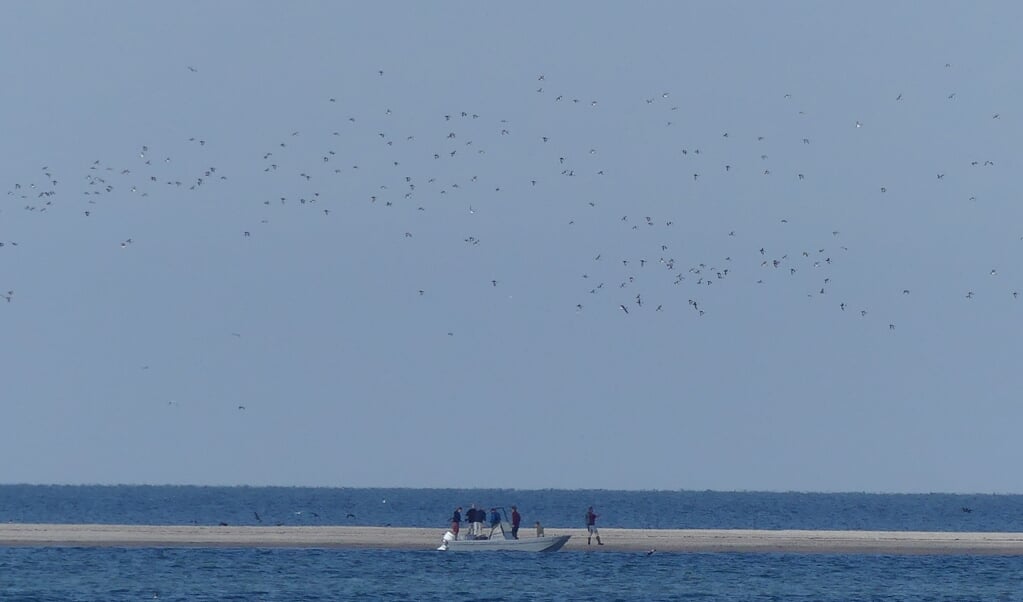 Op de Steenplaat werden ruim honderd dode vogels opgeruimd.