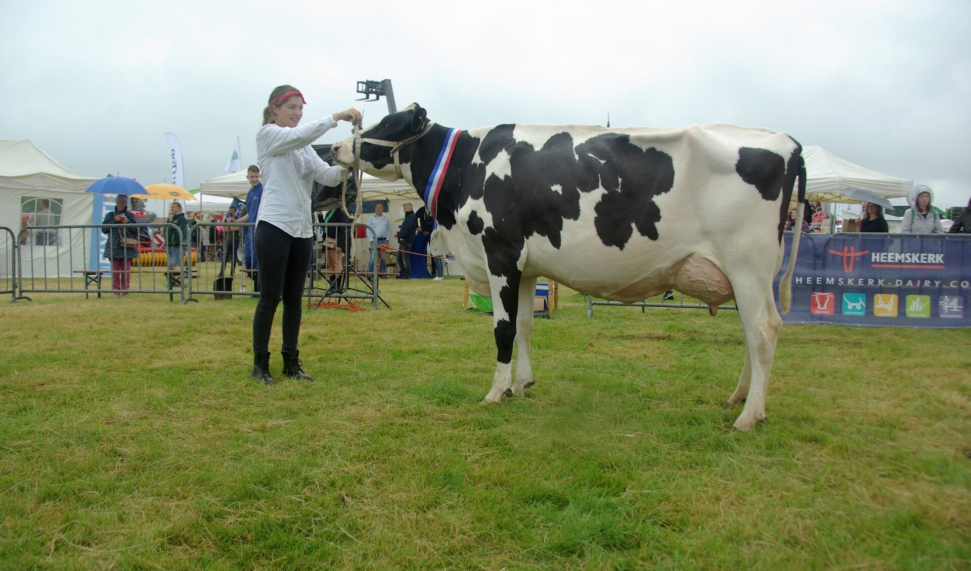 Grietje 226 uit de stal van de firma Van der Star uit Oosterend werd Miss Texel op keuring koeien Landbouwdag Texel