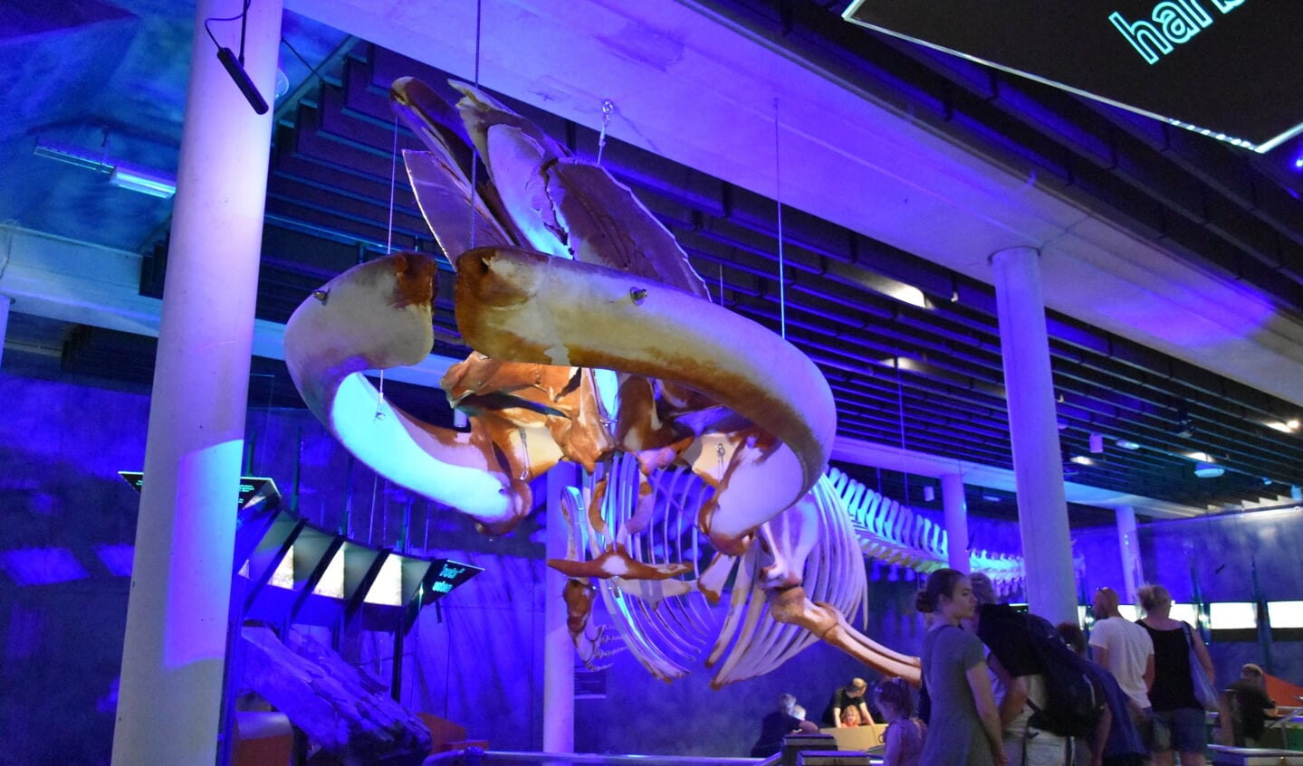 Eén van de laatste aanwinsten: het grootste skelet van Nederland is sinds mei te zien bij Ecomare
