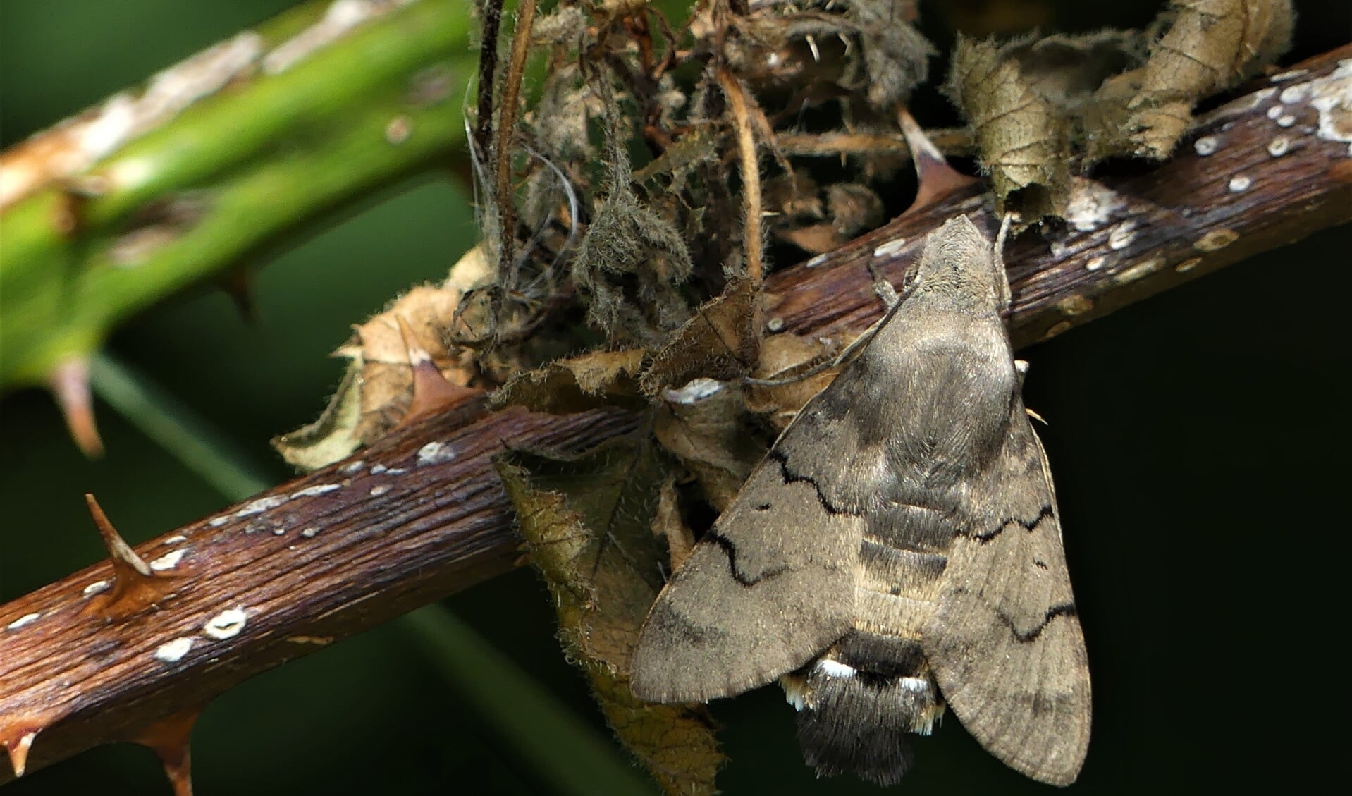 Kolibrievlinder in het Krimbos.