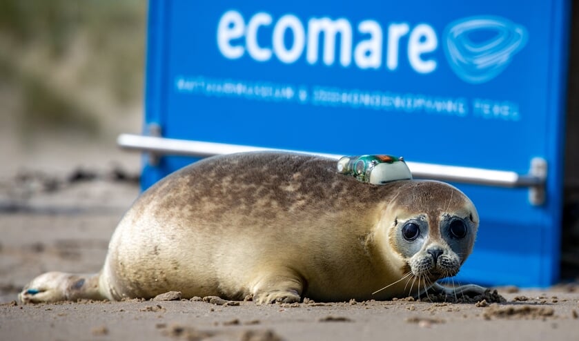 Zeehond uit de opvang van Ecomare met zender terug naar zee