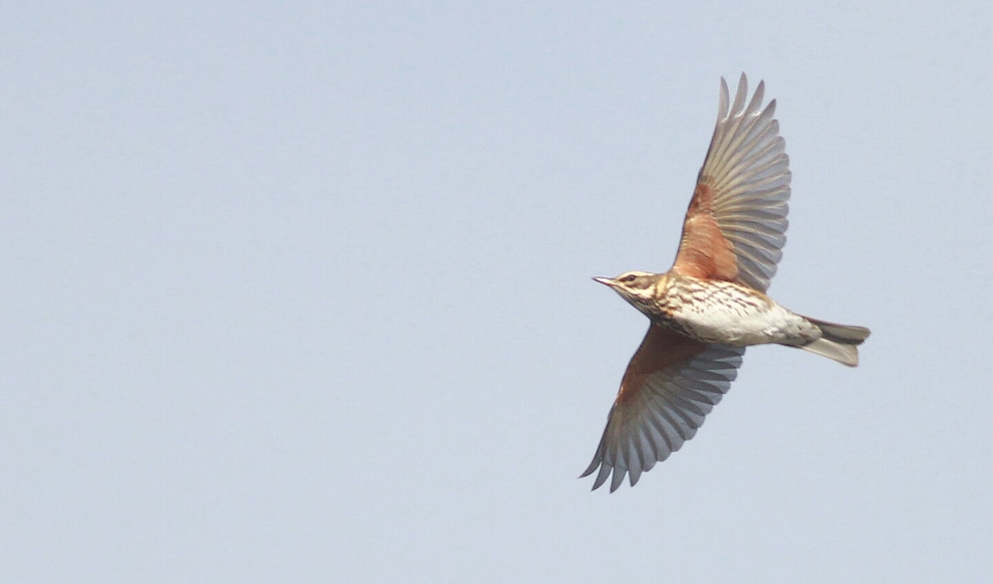 Een van de vele koperwieken, op doorreis boven Texel