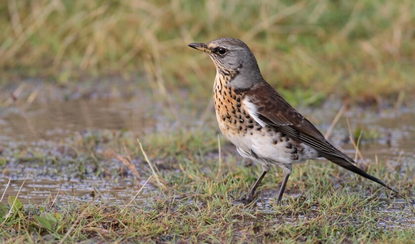 Kramsvogel vliegen weer massaal over Texel