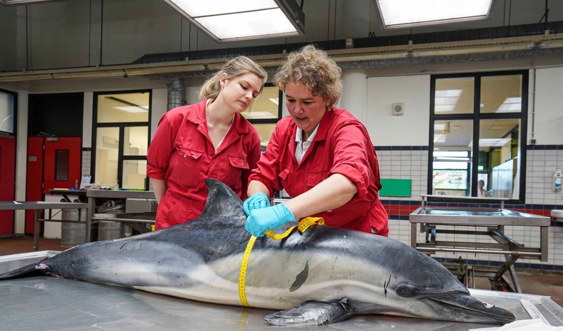Onderzoek naar de doodsoorzaak van de dolfijn die op 10 januari aanspoelde.