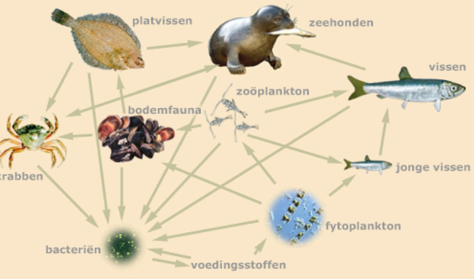Het Voedselweb van de Waddenzee