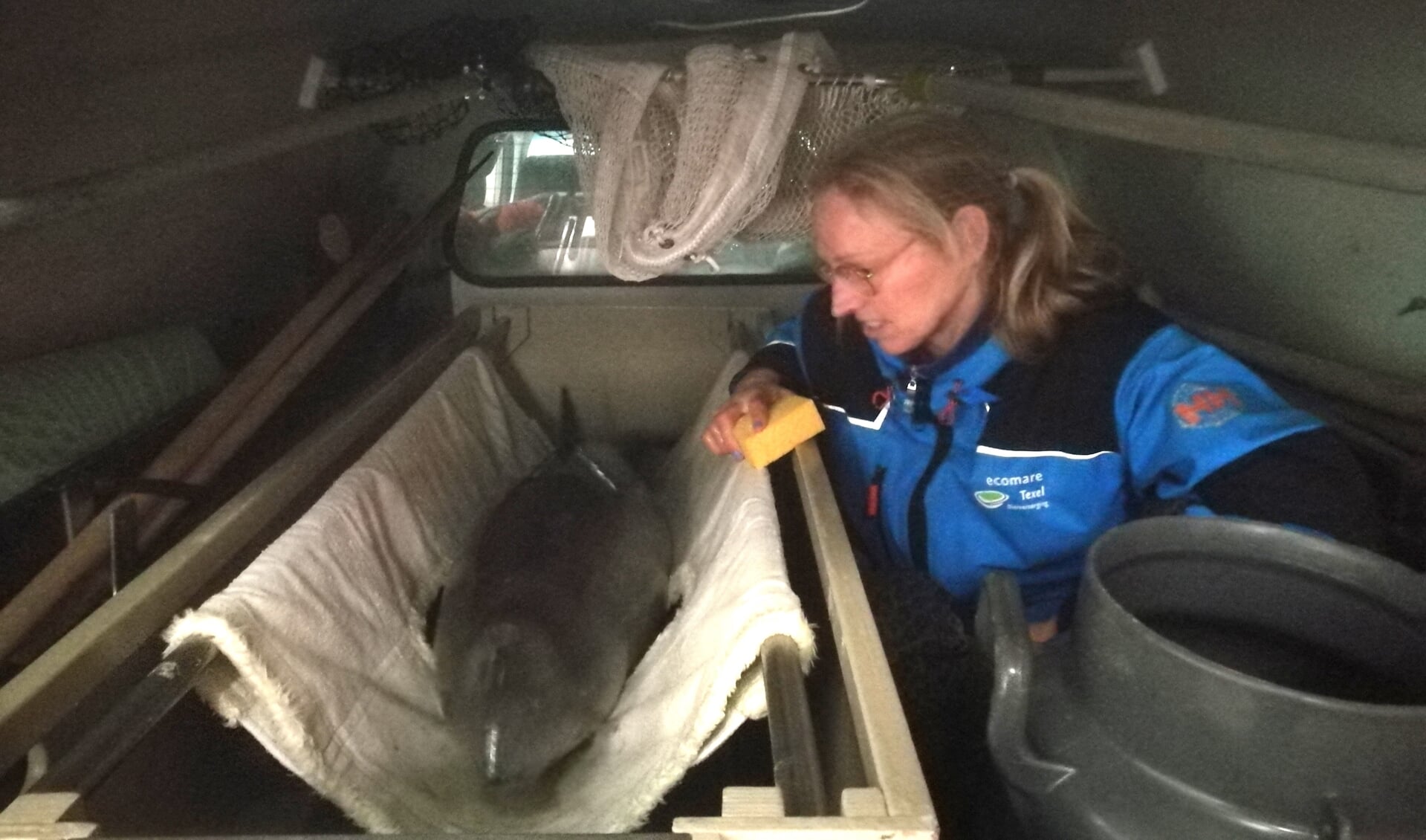 Dierverzorger Saskia Visser houdt de bruinvis nat in de auto