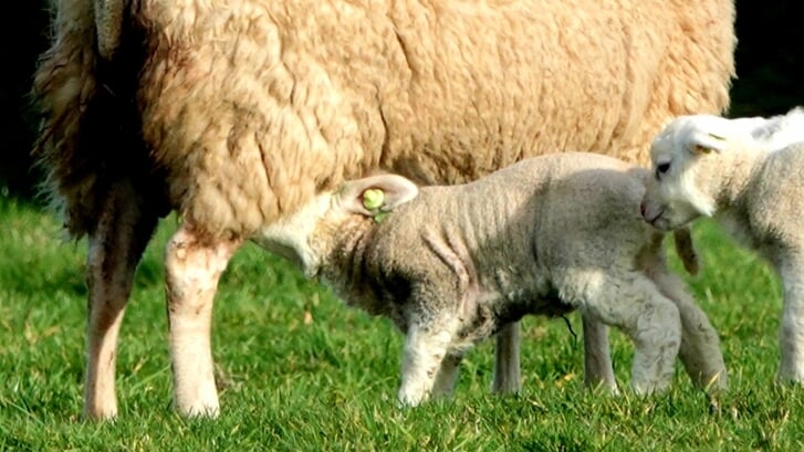 Afbeelding