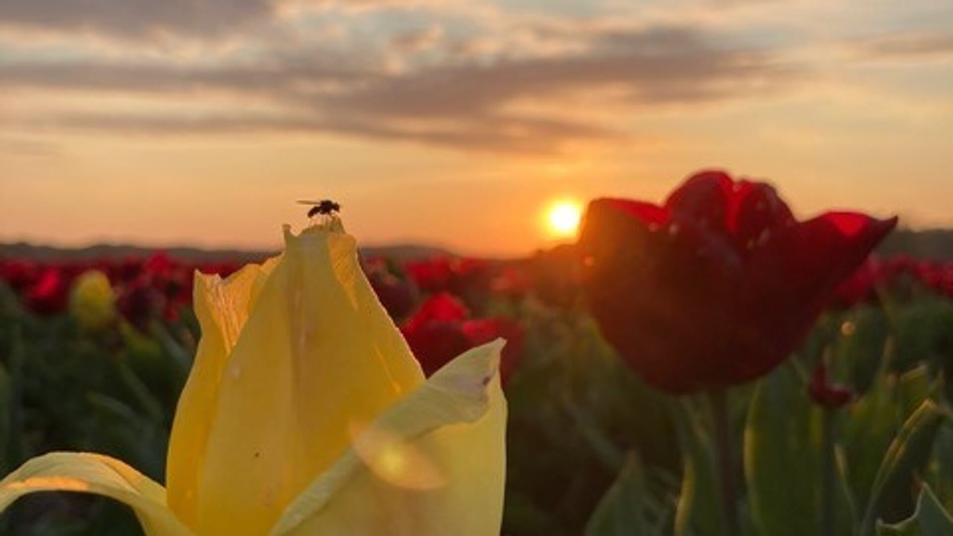 Insect op tulp.