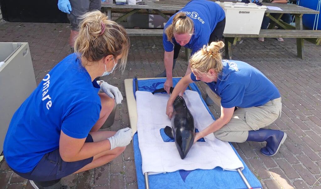 Bruinvis wordt overgedragen aan SOS Dolfijn
