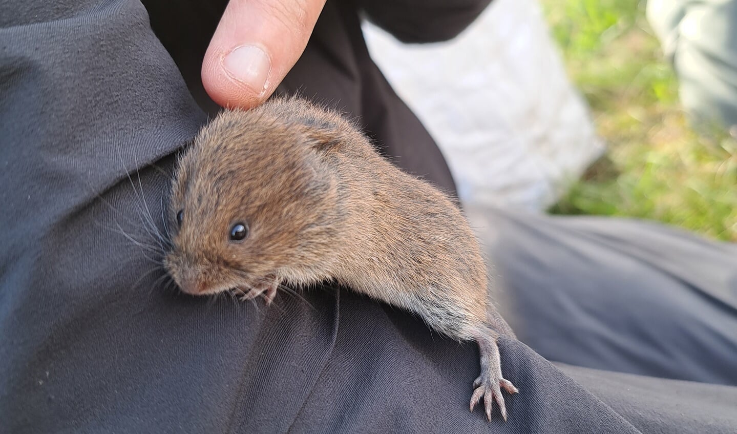 Noordse woelmuis (Foto: Charlotte Maas)