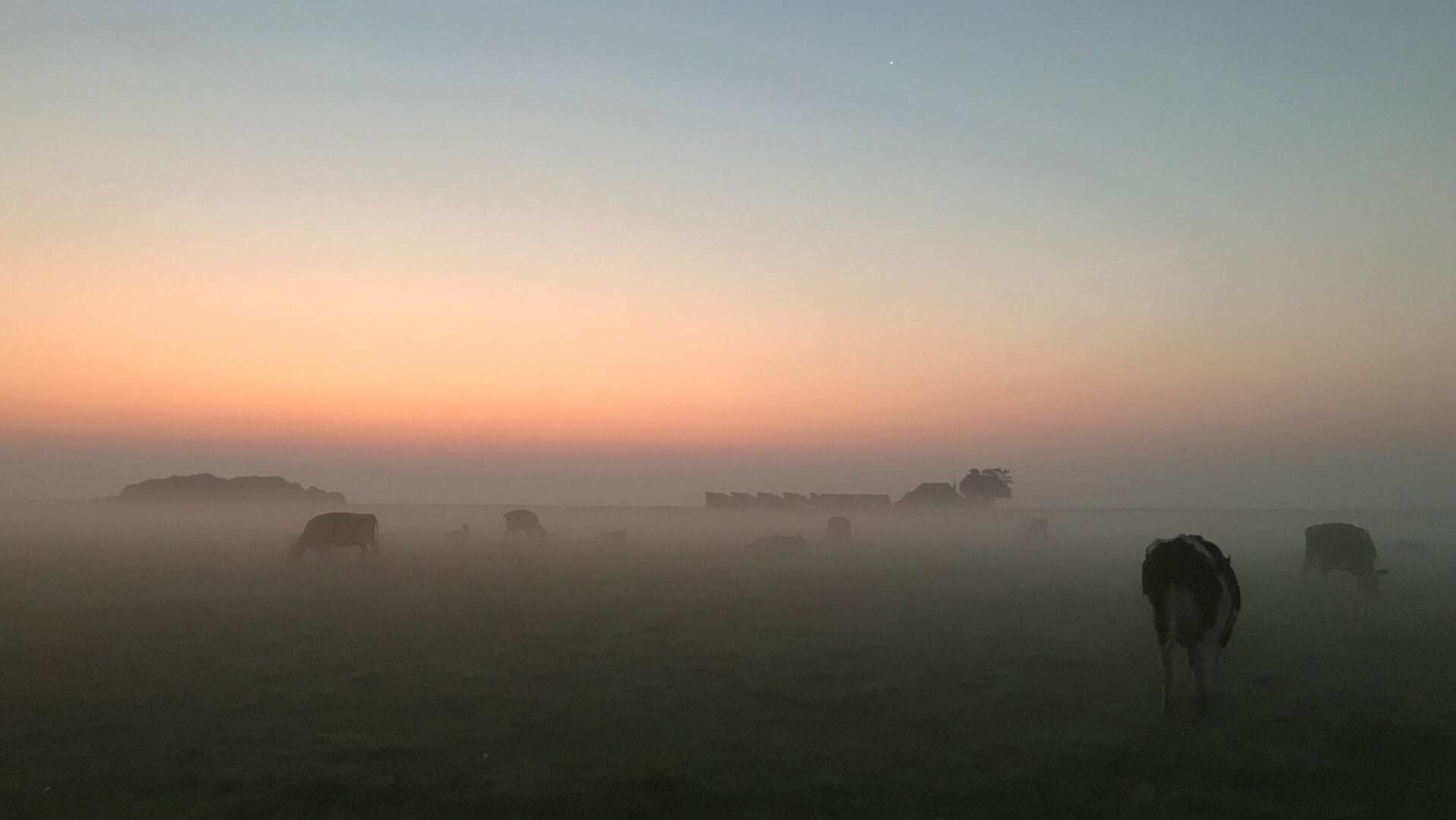 Koeien in het weiland.