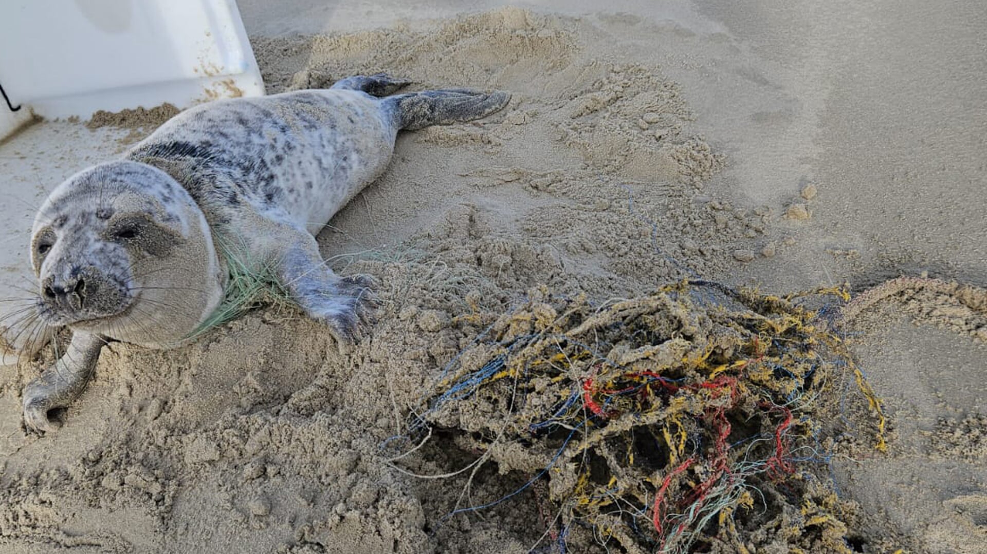 Zo werd grijze zeehond Nouk op het strand aangetroffen