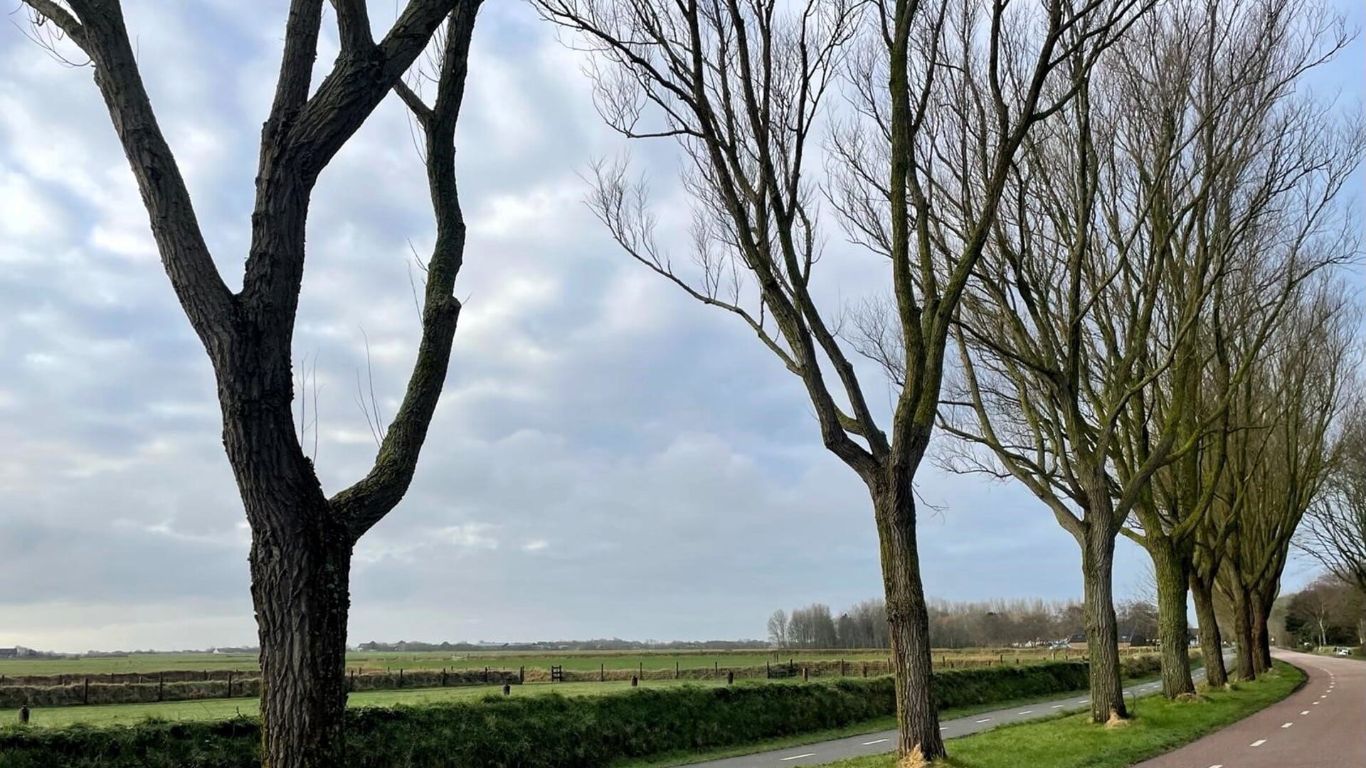 De Rozendijk, met het huidige smalle fietspad en de bomen die komend najaar zullen worden gekapt. 