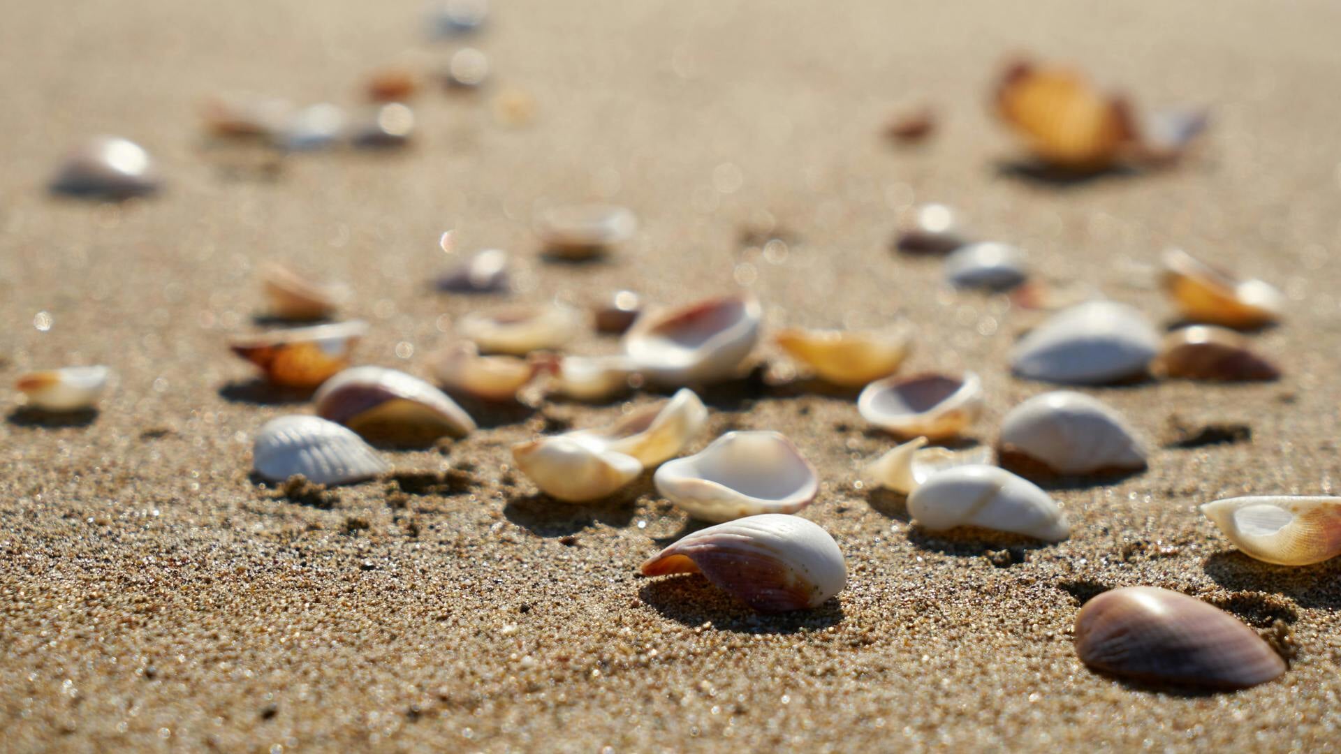 De schelpen die aanspoelen op het strand geven een beeld van de ontwikkelingen in het leven in zee