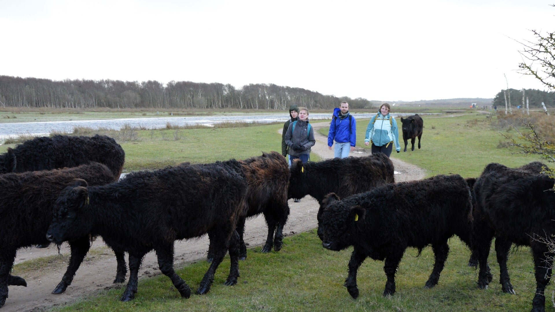 Deelnemers aan de Wandelronde om Texel krijgen in De Muy een escorte van Galloway-runderen.