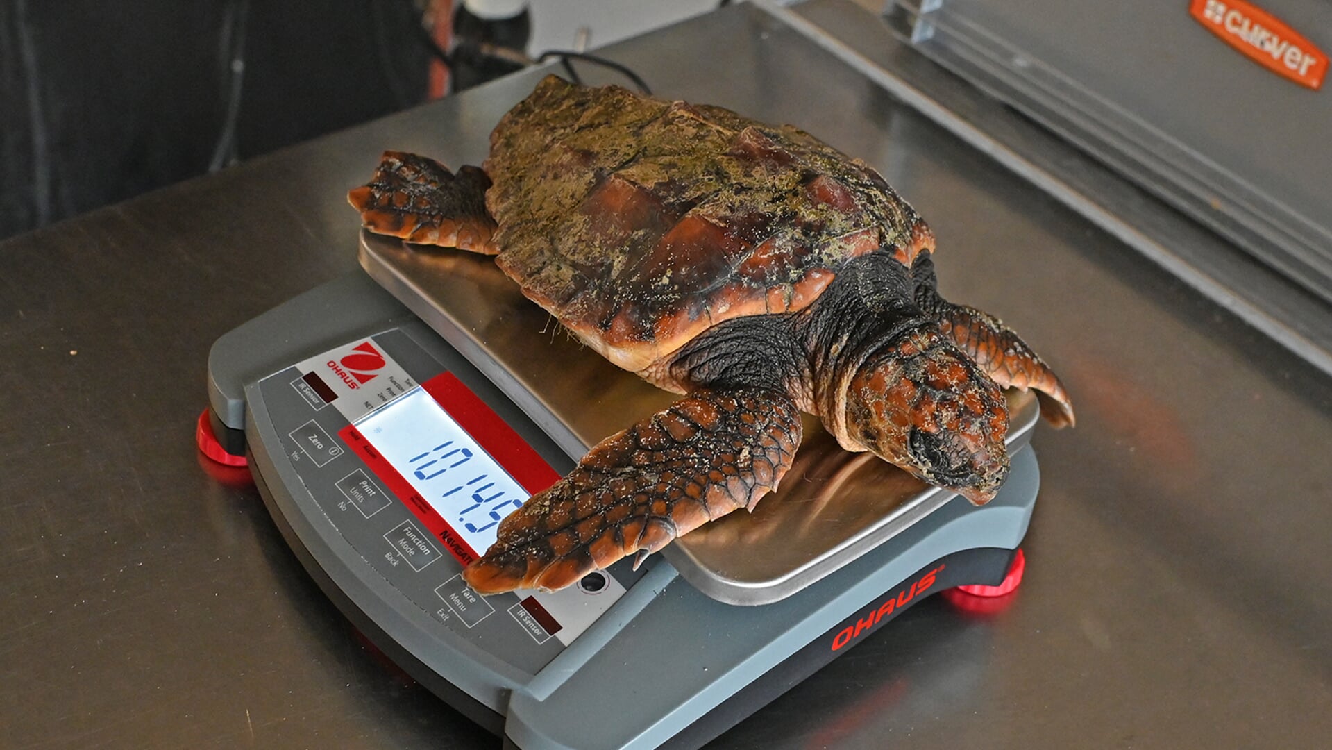 Een van de twee schildpadden die in januari op Texel aanspoelden.