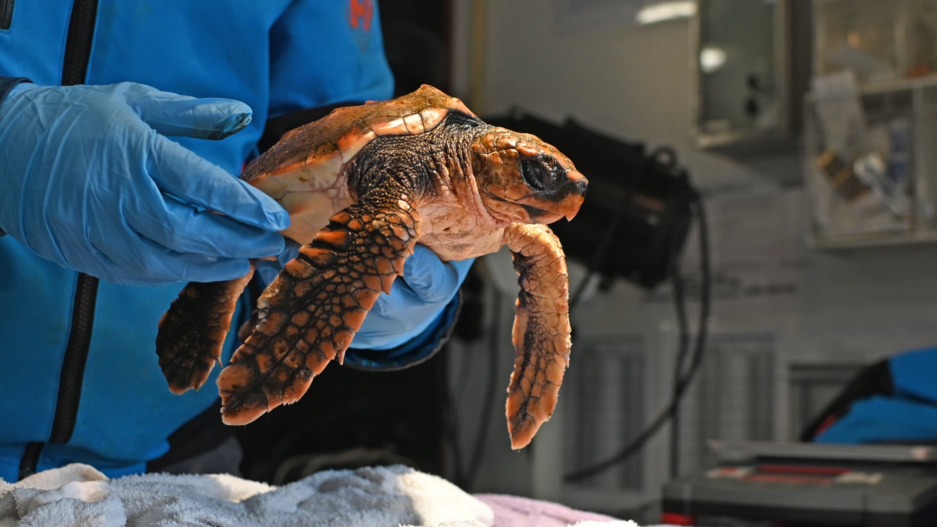 Een van de twee dikkopschildpadden, die op Texel waren aangespoeld