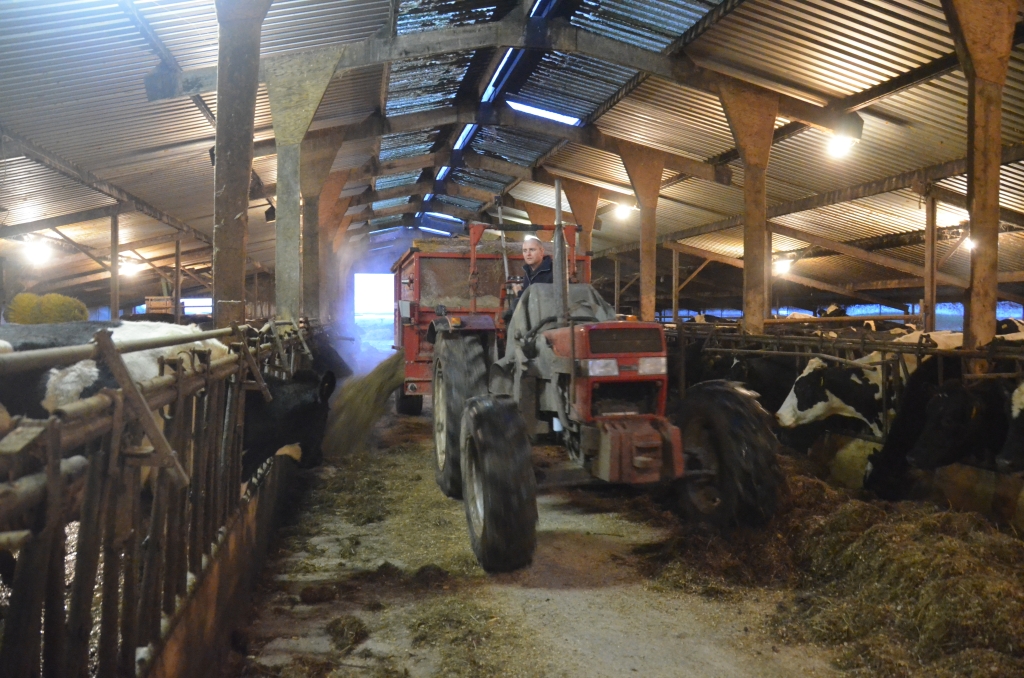 Melkveehouder Fedor Hoedjes van de Wamberg in Eierland voert de koeien. Hij wil een nieuwe stal bouwen. (Foto Gerard Timmerman)