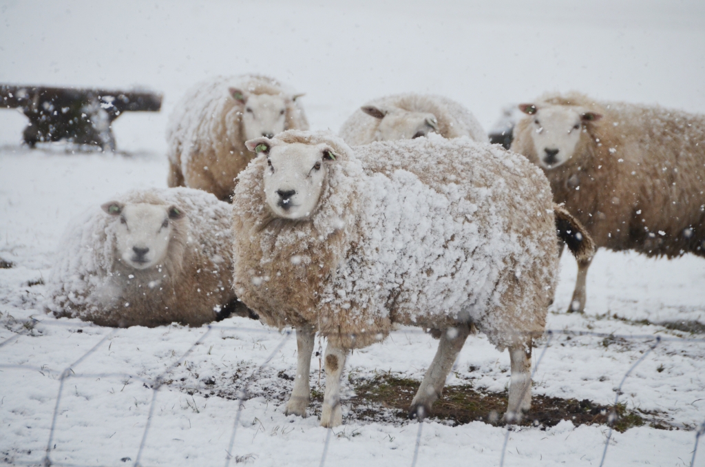 Sneeuw op Goede Vrijdag. De winterjas van deze schapen komt van pas. (Foto Gerard Timmerman)