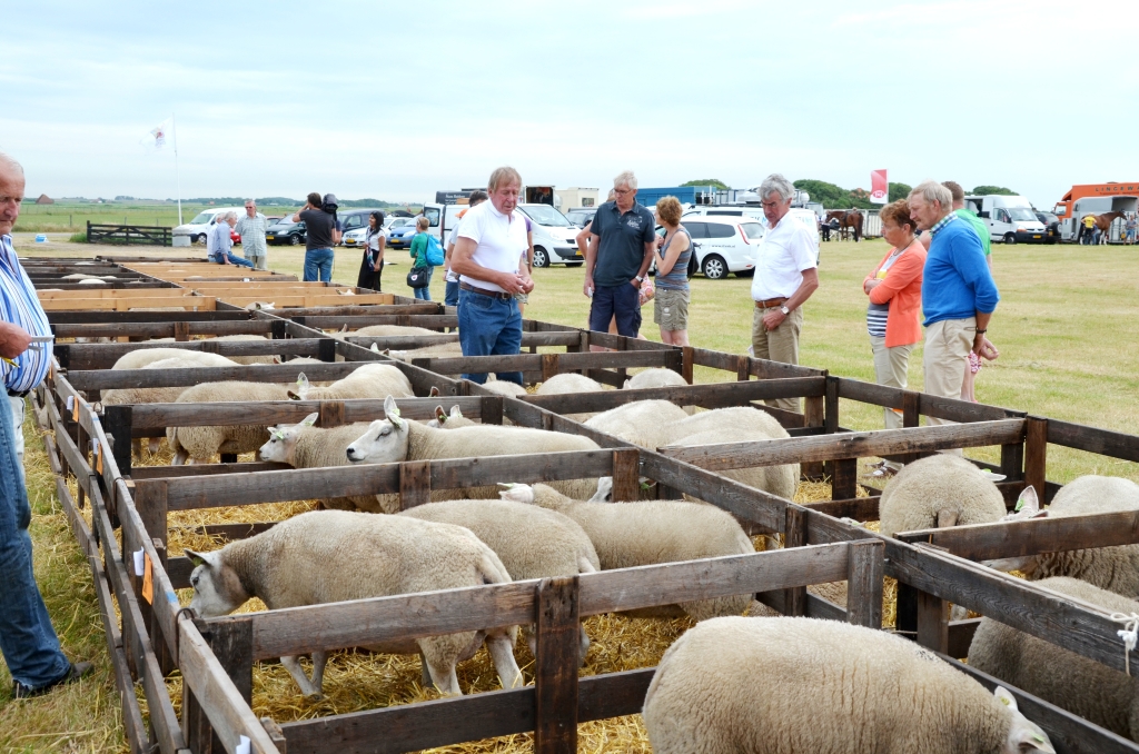 Beeld van de schapenkeuring op de Texelse Landbouwdag. 