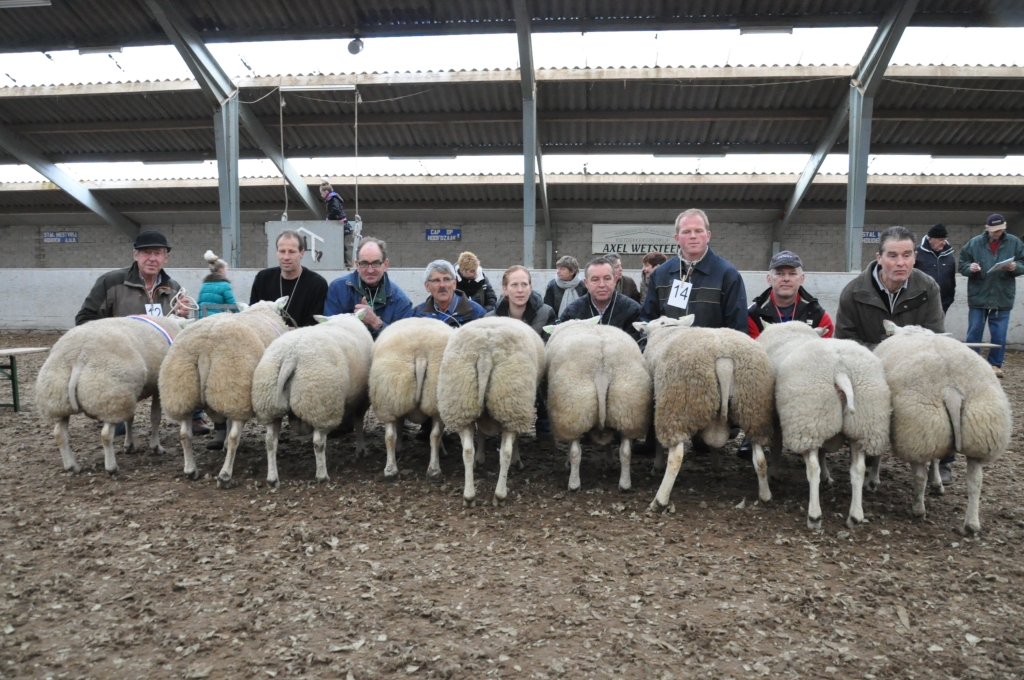De winterkeuring  is een jaarlijks ijkpunt voor de  Texelse schapenfokkers. 