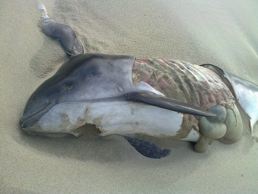 Verminkte bruinvis, aangespoeld bij Ouddorp (ZH), 18-09-2012. 