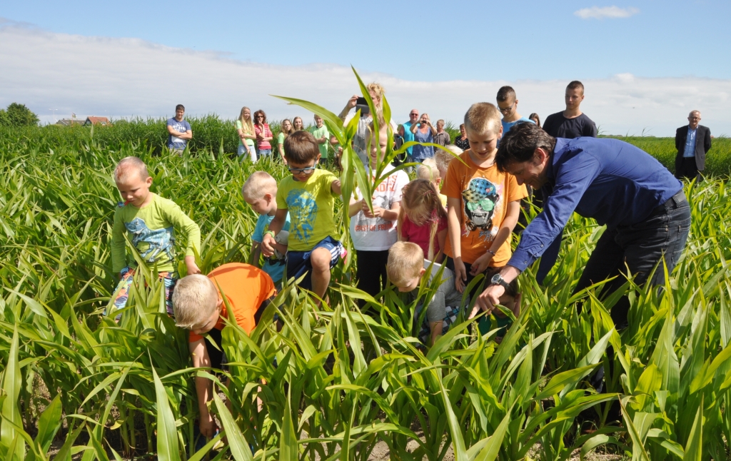 Geholpen door een hele schare maïs plukkende kinderen opent VVV-directeur Wouter de Waal Labyrint Texel.