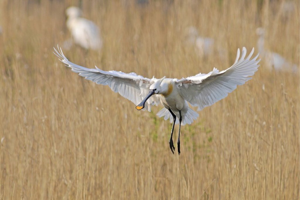 De lepelaar, één van de 380 vogelsoorten die op Texel kunnen worden gespot. 