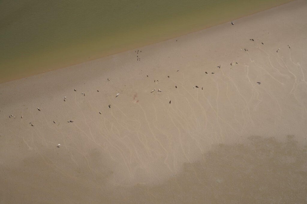 Telling van gewone zeehonden op een zandplaat.