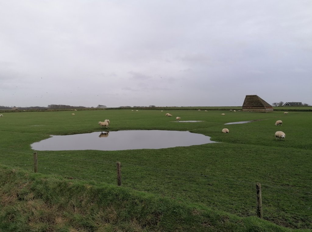 Kolken in het Texels landschap, zoals hier in het Hogeberggebied. 