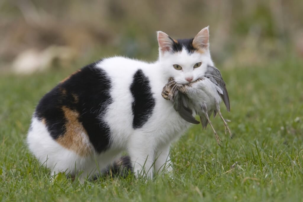 Kat met een gedode watersnip.