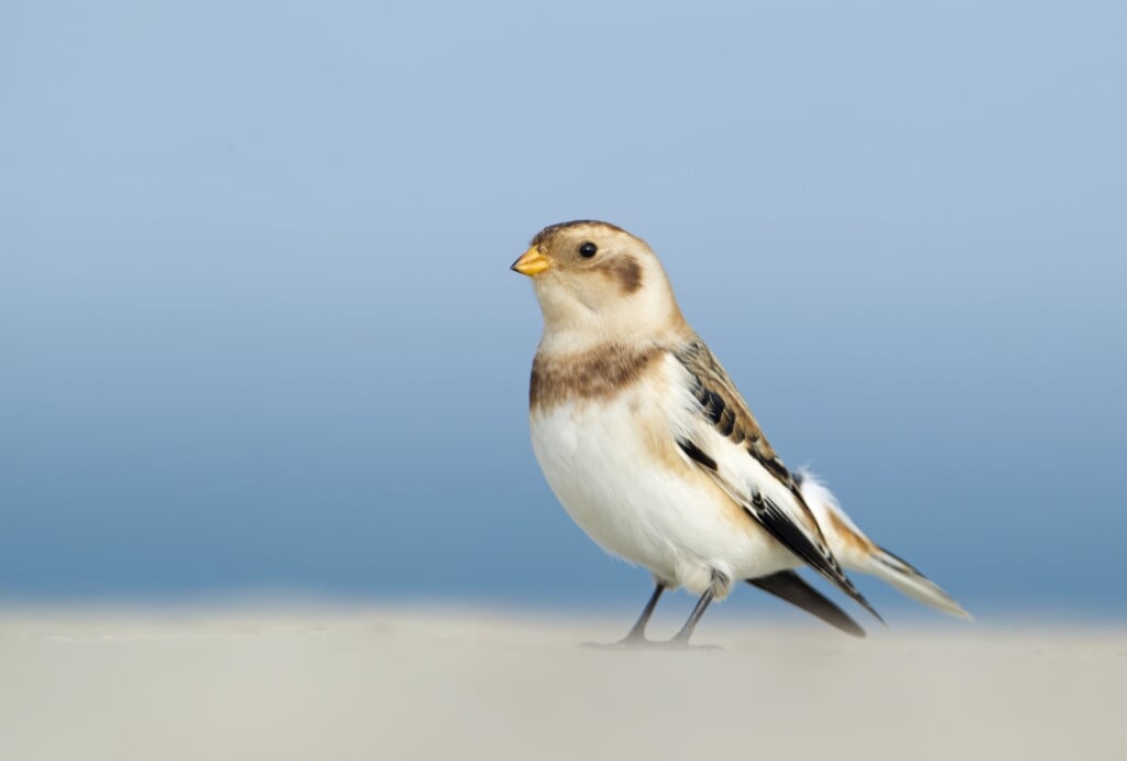 Foeragerende Sneeuwgors; foraging Snow Bunting