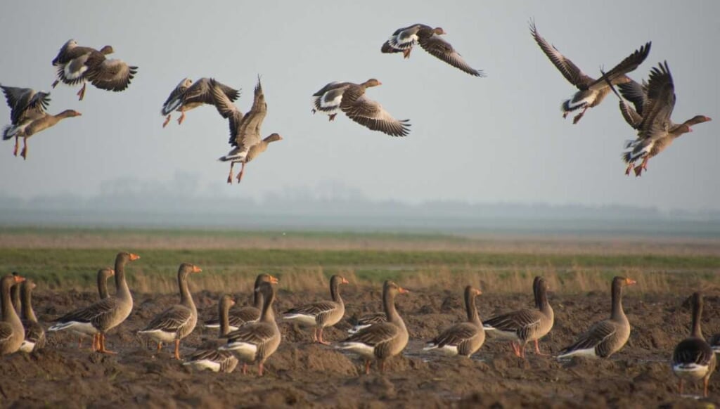 Cees Dijker telde op Texel in december 72.000 ganzen. Ze komen van heinde en verre en strijken neer op de akkers, waar ze veel schade aanrichten in landbouwgewassen. Foto: Harry Weijers