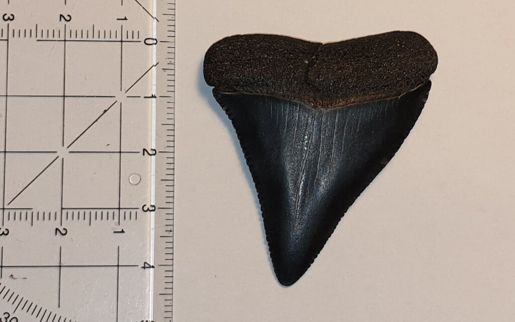 De tand van de witte haai die Gijs van der Woerdt bij De Koog vond. 