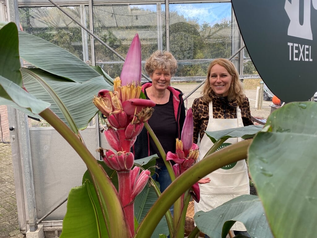 Trudy Boersen en Emmy Bakker van Voedselbos Texel bewonderen de roze bananen. 