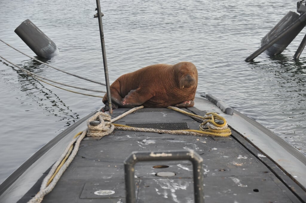 De walrus op de Zr. Ms. Dolfijn in Den Helder