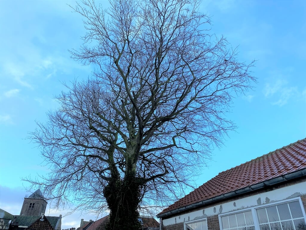 De boom op het erf van een woning aan de Kerkstraat in Oosterend. 