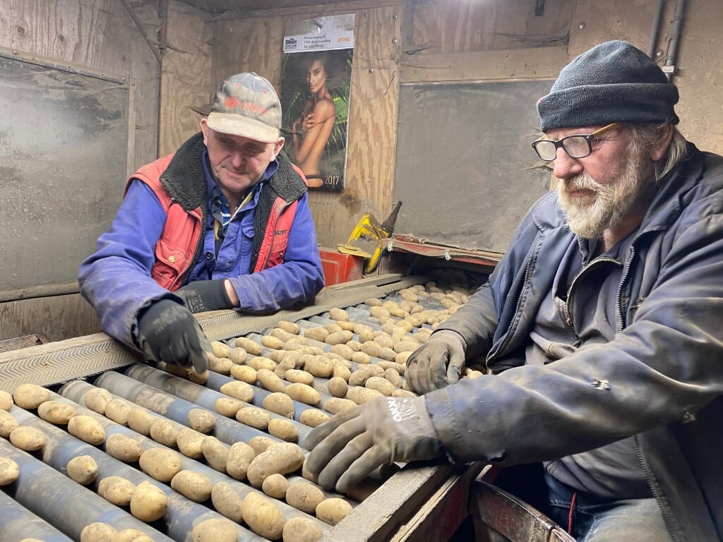 Jo Zoetelief en Siem Pieter de Porto sorteren de aardappels handmatig op kwaliteit.  