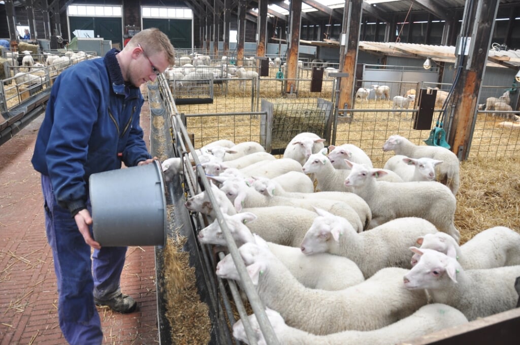 Jan Blom voert de schapen in de stal van hoeve "Vrij en Blij". 