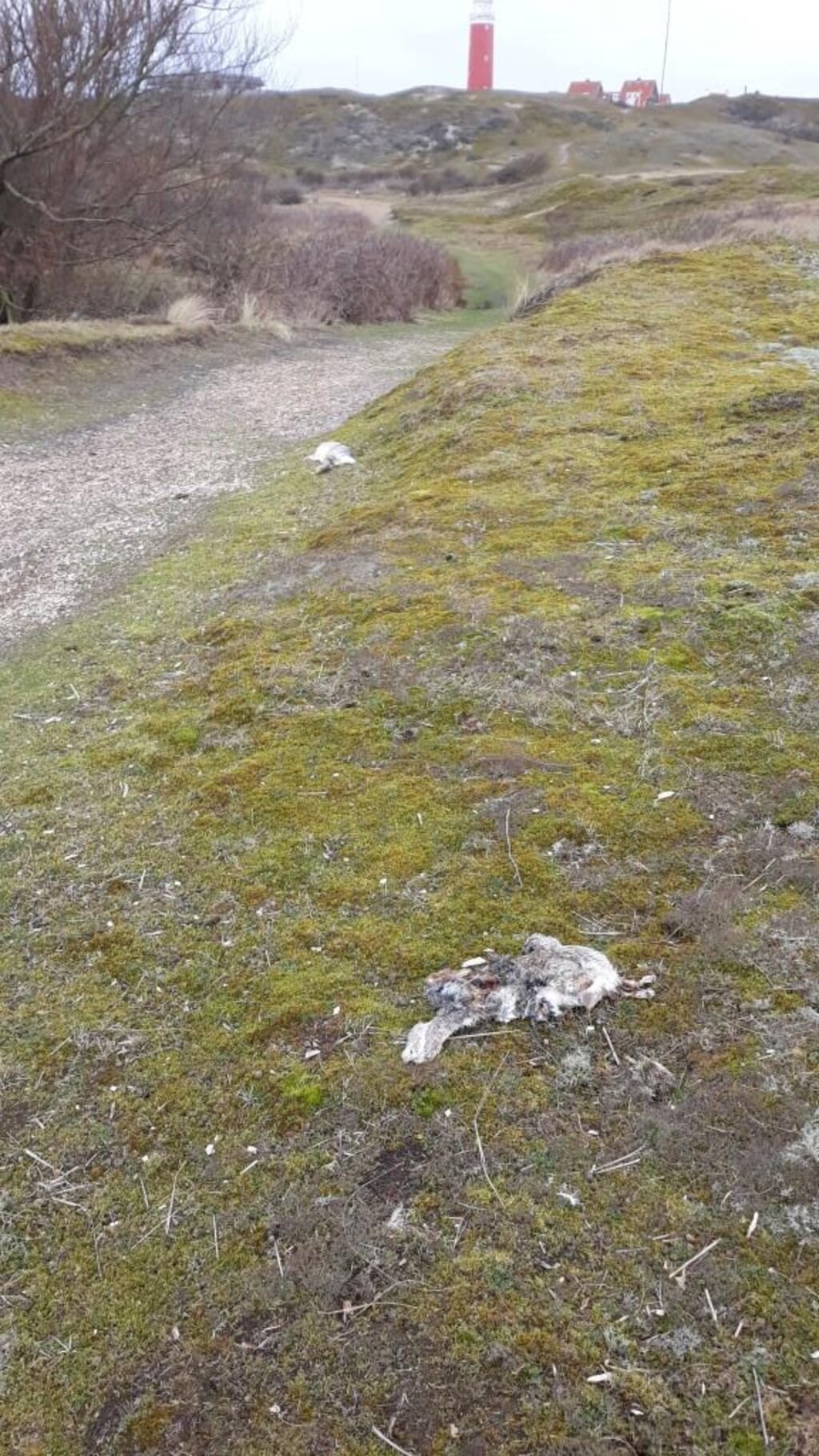 Dode konijnen langs het pad.