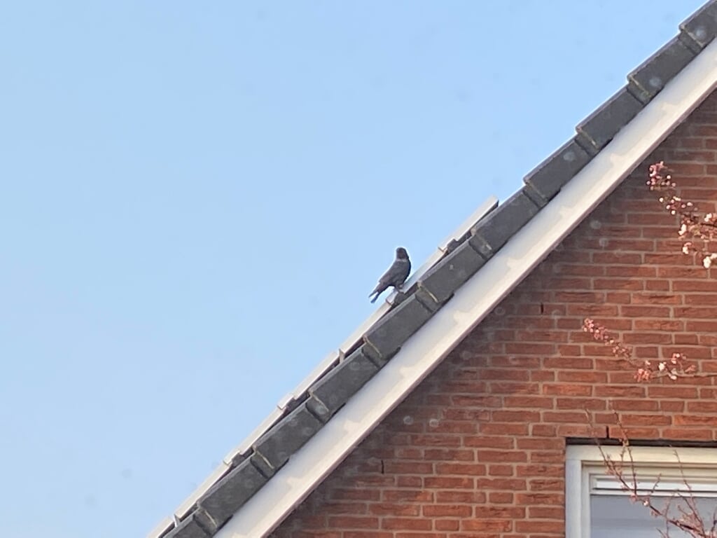 Kauwtjes die nestelen tussen dakpannen en zonnepanelen vormen een risico.  