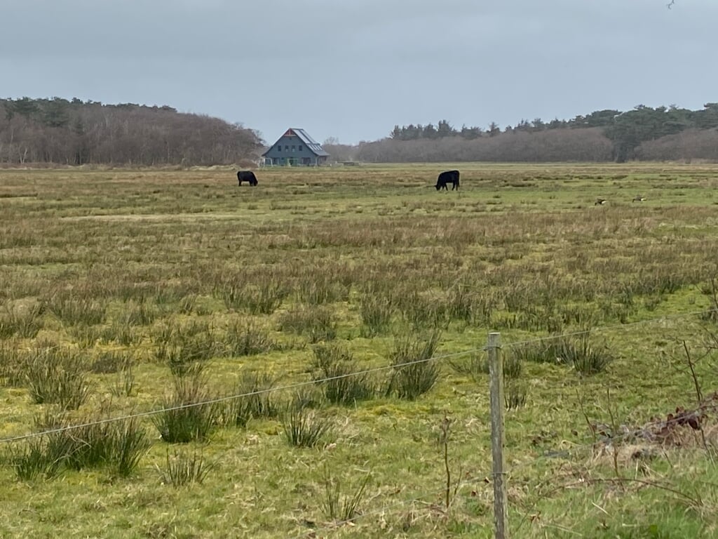 De nieuwe Black Angus koeien op De Ploegelanden.