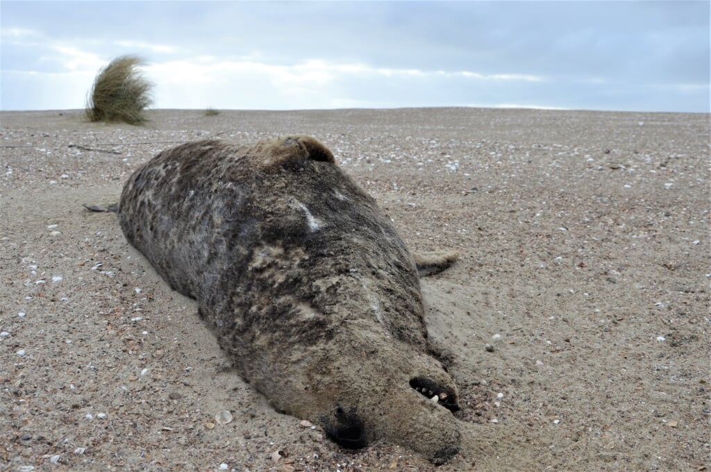 Het kadaver van een grijze zeehond.
