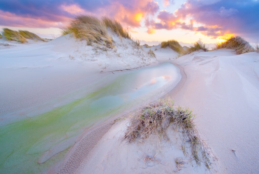 de horsduinen op texel tijdens zonsondergang; walking sanddunes on the island of Texel in the Netherlands during sunset